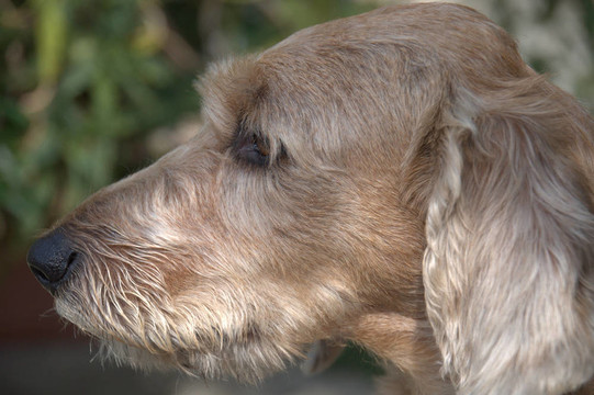 犬簡介