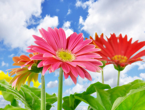雛菊花