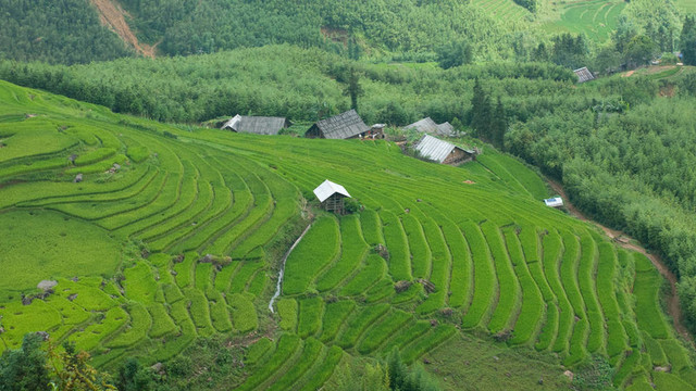 在這山谷的梯田；越南