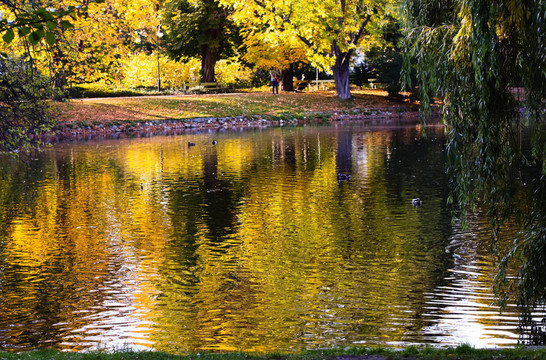 公園的秋天