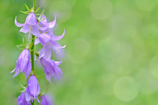 風(fēng)鈴花在綠色的背景