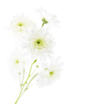 白色背景菊花花束。特寫