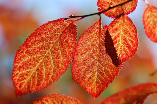 樹上紅葉