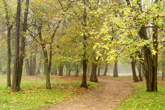 煙雨公園中的樹木之路
