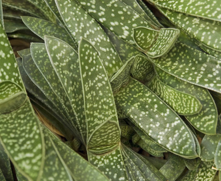 摘要肉質(zhì)植物的細(xì)節(jié)