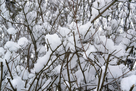 樹枝和雪
