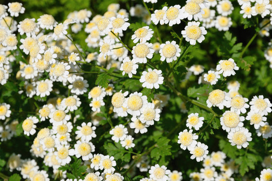 花園里的花