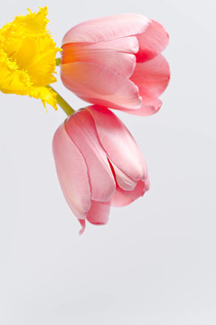 郁金香的花朵