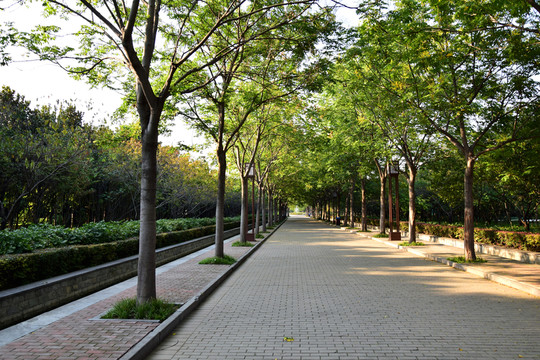 綠植行道樹景觀圖