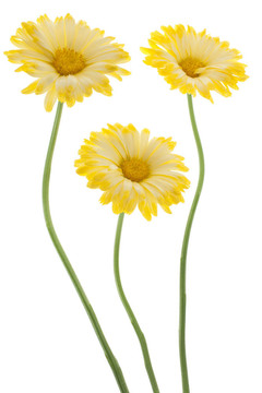 金盞花