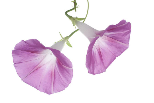 牽牛花
