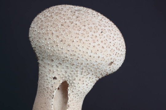 蘑菇