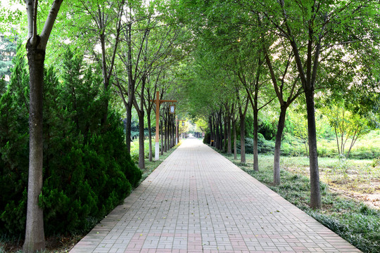 公園中的綠蔭道路