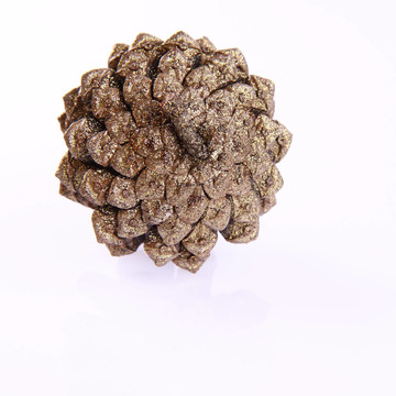 針葉樹錐