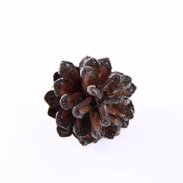 針葉樹(shù)錐