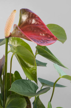 火鶴花
