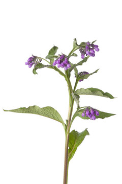 常見的紫草花紫色