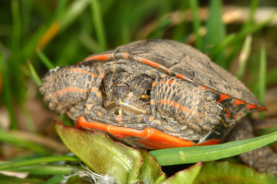 錦龜（Chrysemys picta）