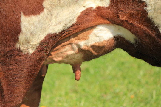 乳房的奶牛