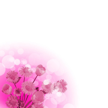 白色背景上的花朵