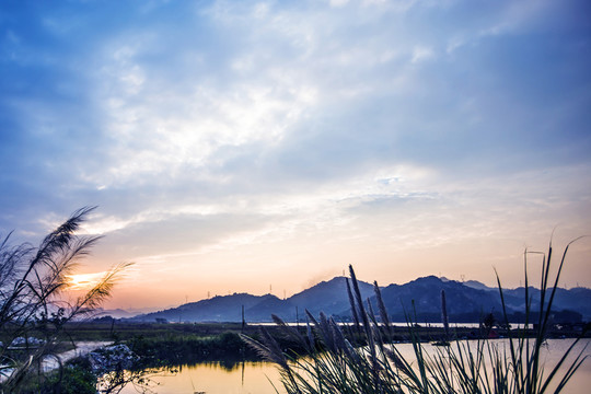 湖泊 天空 蘆葦