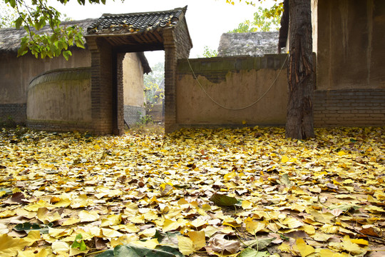 黃葉鋪地的農(nóng)家院大門