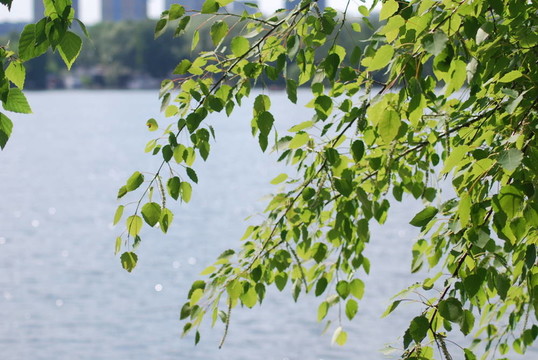 綠色的樺樹(shù)葉子在夏季對(duì)水的背景