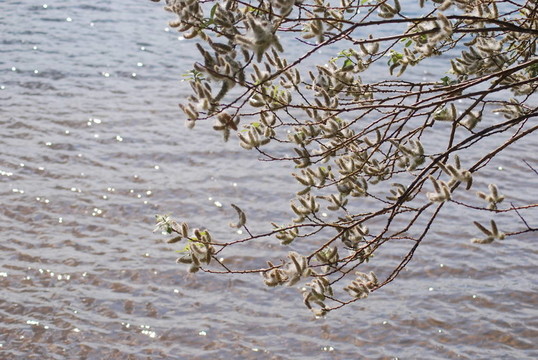 楊樹(shù)對(duì)水背景在夏季；楊木絨毛