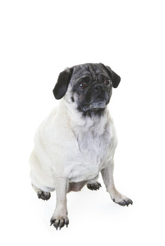 女獅子