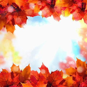 紅黃樹葉