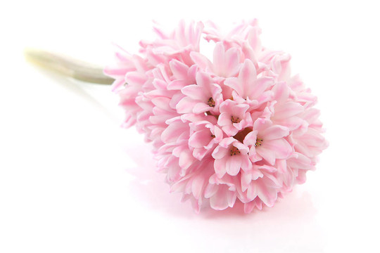 粉紅色的風信子花