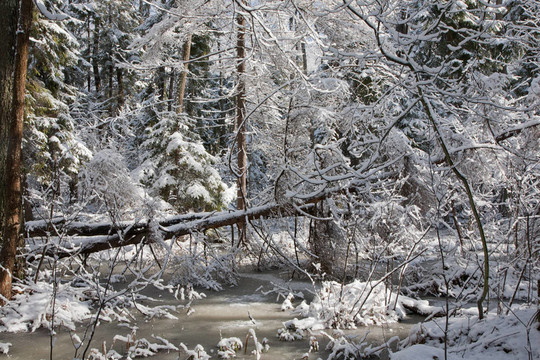 樹雪裹風雪后