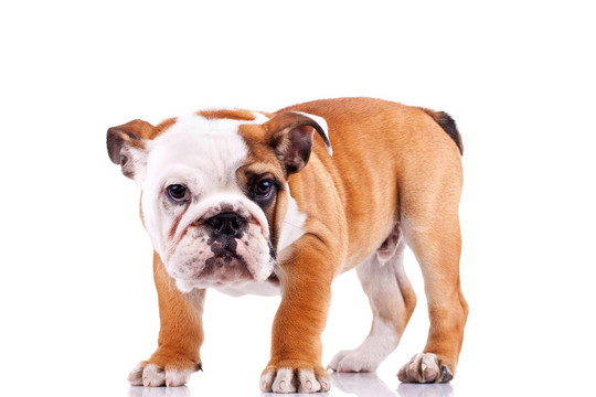 英國斗牛犬的小狗看著鏡頭