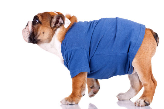 英國斗牛犬站立，穿著漂亮的衣服