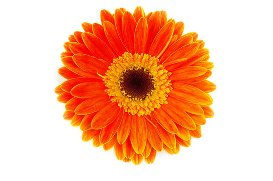 太陽(yáng)花