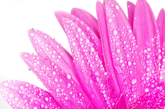 太陽花