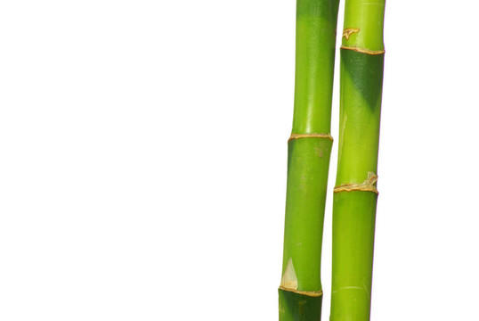綠色的竹子