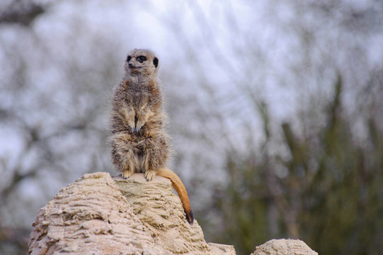meercat看起來可愛