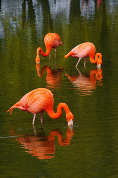 三火烈鳥在池飼養(yǎng)