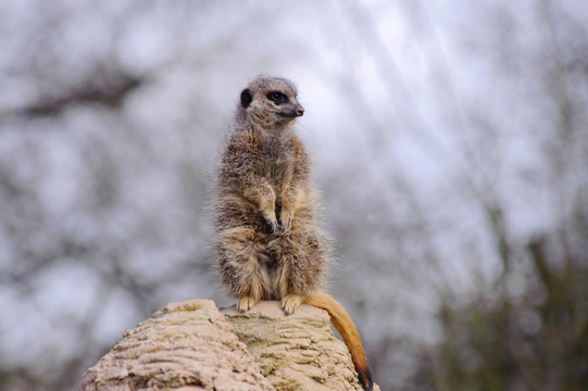 meercat了望巖石上