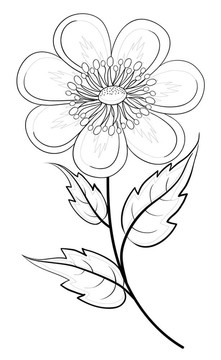 抽象花；輪廓