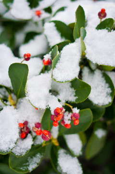 白雪覆蓋的綠色植物