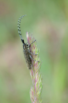 agapanthia villosoviridescens