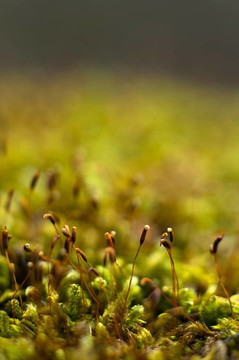 Bright Green Moss（antherocerophytes）