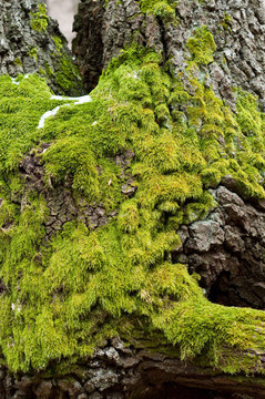Bright Green Moss（antherocerophytes）在樹干上