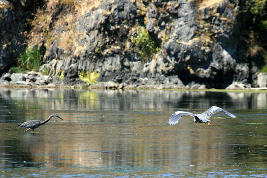 蒼鷺鳥(niǎo)-海岸線；Victoria；公元前；加拿大