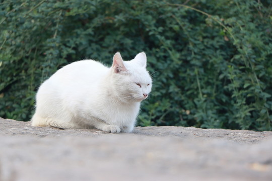 貓