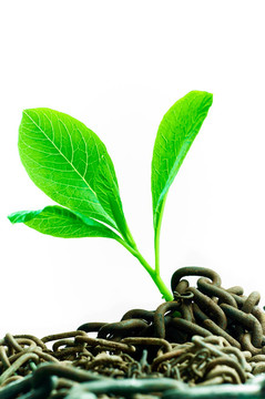 從廢棄鏈條生長的綠色植物