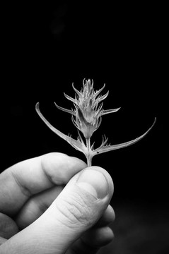 手牽手珍稀植物黑白