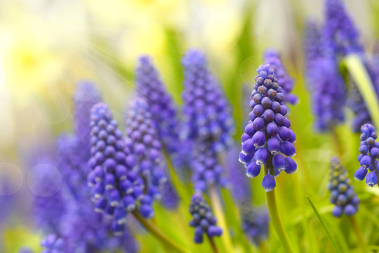 短葶山花園
